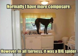 Funny Dog Photograph